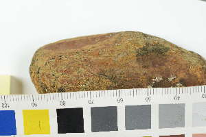  ( - O-L-241035)  @11 [ ] by-nc (2025) Erik J. Möller University of Oslo, Natural History Museum