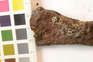  ( - O-L-241047)  @11 [ ] by-nc (2025) Erik J. Möller University of Oslo, Natural History Museum