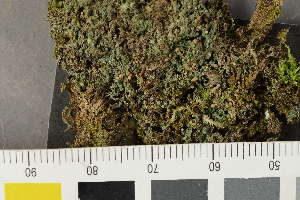 ( - O-L-241829)  @11 [ ] by-nc (2024) Alexander R. Nilsson Biofokus