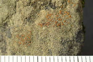  ( - O-L-241875)  @11 [ ] by-nc (2024) Einar Timdal University of Oslo, Natural History Museum