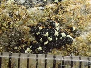  ( - O-L-243017)  @11 [ ] by-nc (2024) Reidar Haugan University of Oslo, Natural History Museum