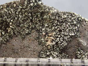  ( - O-L-243039)  @11 [ ] by-nc (2024) Reidar Haugan University of Oslo, Natural History Museum