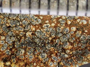  ( - O-L-243043)  @11 [ ] by-nc (2024) Reidar Haugan University of Oslo, Natural History Museum