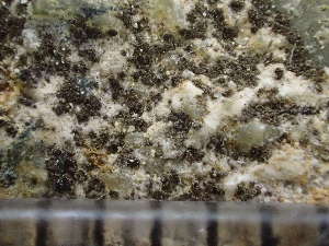  ( - O-L-243070)  @11 [ ] by-nc (2024) Reidar Haugan University of Oslo, Natural History Museum