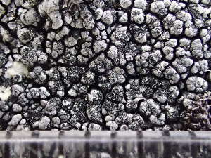  ( - O-L-243079)  @11 [ ] by-nc (2024) Reidar Haugan University of Oslo, Natural History Museum