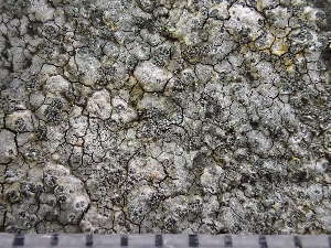  ( - O-L-243109)  @11 [ ] by-nc (2024) Reidar Haugan University of Oslo, Natural History Museum