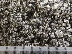  ( - O-L-243121)  @11 [ ] by-nc (2024) Reidar Haugan University of Oslo, Natural History Museum