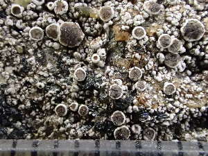  (Lecanora cenisia - O-L-243128)  @11 [ ] by-nc (2024) Reidar Haugan University of Oslo, Natural History Museum