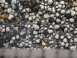  ( - O-L-243144)  @11 [ ] by-nc (2024) Reidar Haugan University of Oslo, Natural History Museum