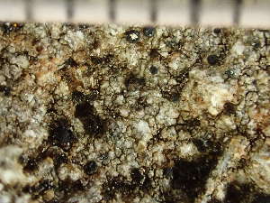  ( - O-L-243146)  @11 [ ] by-nc (2024) Reidar Haugan University of Oslo, Natural History Museum