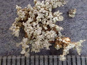  ( - O-L-243150)  @11 [ ] by-nc (2024) Reidar Haugan University of Oslo, Natural History Museum