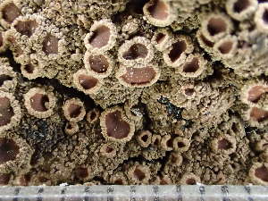  ( - O-L-243200)  @11 [ ] by-nc (2024) Reidar Haugan University of Oslo, Natural History Museum