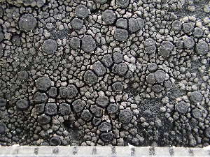  ( - O-L-243201)  @11 [ ] by-nc (2024) Reidar Haugan University of Oslo, Natural History Museum