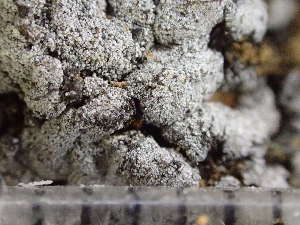  ( - O-L-243206)  @11 [ ] by-nc (2024) Reidar Haugan University of Oslo, Natural History Museum