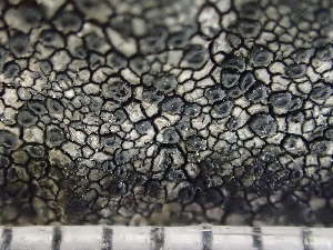  ( - O-L-243227)  @11 [ ] by-nc (2024) Reidar Haugan University of Oslo, Natural History Museum
