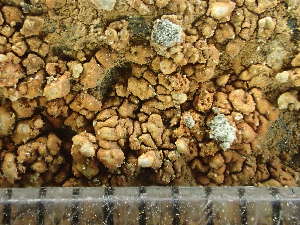  ( - O-L-243229)  @11 [ ] by-nc (2024) Reidar Haugan University of Oslo, Natural History Museum