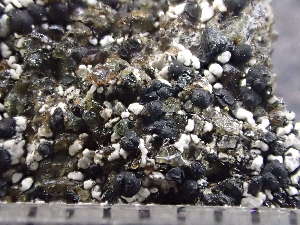  ( - O-L-243245)  @11 [ ] by-nc (2024) Reidar Haugan University of Oslo, Natural History Museum