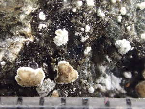  (Lecanora argopholis - O-L-243248)  @11 [ ] by-nc (2024) Reidar Haugan University of Oslo, Natural History Museum