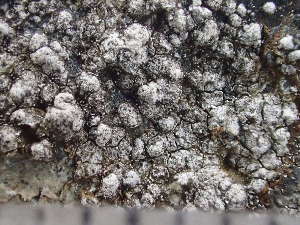  ( - O-L-243249)  @11 [ ] by-nc (2024) Reidar Haugan University of Oslo, Natural History Museum