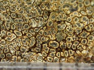  ( - O-L-243257)  @11 [ ] by-nc (2024) Reidar Haugan University of Oslo, Natural History Museum