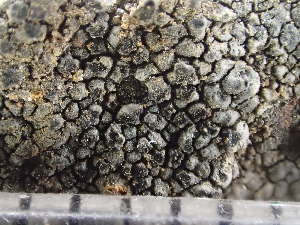  ( - O-L-243270)  @11 [ ] by-nc (2024) Reidar Haugan University of Oslo, Natural History Museum