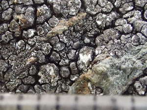  ( - O-L-243279)  @11 [ ] by-nc (2024) Reidar Haugan University of Oslo, Natural History Museum