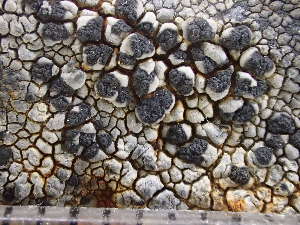  ( - O-L-243281)  @11 [ ] by-nc (2024) Reidar Haugan University of Oslo, Natural History Museum