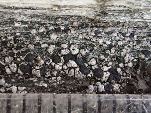  ( - O-L-243332)  @11 [ ] by-nc (2024) Reidar Haugan University of Oslo, Natural History Museum
