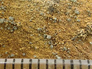  ( - O-L-243356)  @11 [ ] by-nc (2024) Reidar Haugan University of Oslo, Natural History Museum