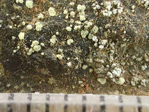  (Lecanora subaurea - O-L-243357)  @11 [ ] by-nc (2024) Reidar Haugan University of Oslo, Natural History Museum