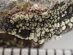  (Lecanora polytropa - O-L-243359)  @11 [ ] by-nc (2024) Reidar Haugan University of Oslo, Natural History Museum