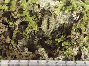  ( - O-L-243389)  @11 [ ] by-nc (2024) Reidar Haugan University of Oslo, Natural History Museum