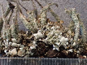  (Cladonia macrophylla - O-L-243402)  @11 [ ] by-nc (2024) Reidar Haugan University of Oslo, Natural History Museum