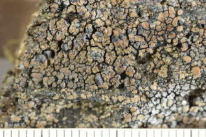  ( - O-L-243444)  @11 [ ] by-nc (2024) Einar Timdal University of Oslo, Natural History Museum