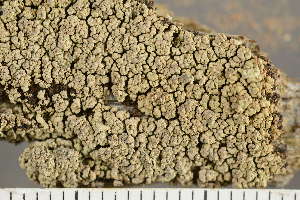 ( - O-L-243450)  @11 [ ] by-nc (2024) Einar Timdal University of Oslo, Natural History Museum