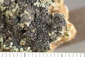  ( - O-L-243451)  @11 [ ] by-nc (2024) Einar Timdal University of Oslo, Natural History Museum