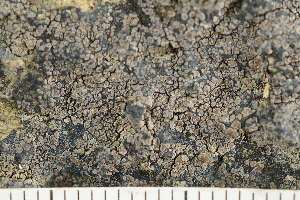  ( - O-L-243452)  @11 [ ] by-nc (2024) Einar Timdal University of Oslo, Natural History Museum