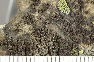  (Acarosporales - O-L-243454)  @11 [ ] by-nc (2024) Einar Timdal University of Oslo, Natural History Museum