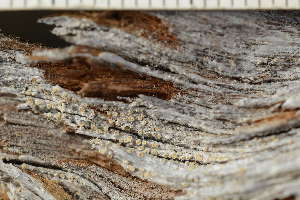  ( - O-L-243649)  @11 [ ] by-nc (2024) Einar Timdal University of Oslo, Natural History Museum