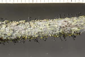  (Calicium - O-L-243662)  @11 [ ] by-nc (2024) Einar Timdal University of Oslo, Natural History Museum
