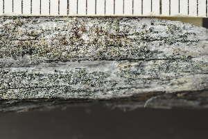  (Buellia arborea - O-L-243665)  @11 [ ] by-nc (2024) Einar Timdal University of Oslo, Natural History Museum