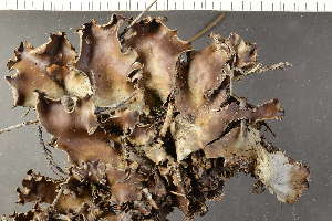  ( - O-L-243672)  @11 [ ] by-nc (2024) Einar Timdal University of Oslo, Natural History Museum