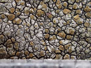  (Caloplaca scotoplaca - O-L-243677)  @11 [ ] by-nc (2024) Reidar Haugan University of Oslo, Natural History Museum
