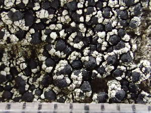  ( - O-L-243686)  @11 [ ] by-nc (2024) Reidar Haugan University of Oslo, Natural History Museum