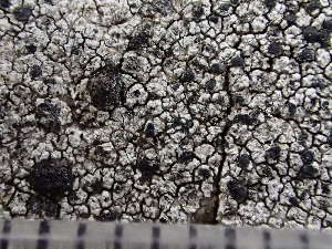  ( - O-L-243721)  @11 [ ] by-nc (2024) Reidar Haugan University of Oslo, Natural History Museum