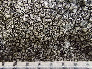  ( - O-L-243736)  @11 [ ] by-nc (2024) Reidar Haugan University of Oslo, Natural History Museum