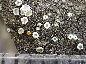  ( - O-L-243737)  @11 [ ] by-nc (2024) Reidar Haugan University of Oslo, Natural History Museum
