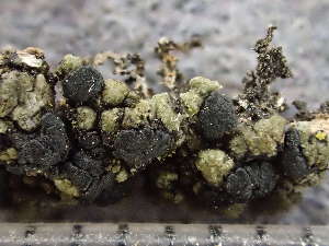  ( - O-L-243738)  @11 [ ] by-nc (2024) Reidar Haugan University of Oslo, Natural History Museum