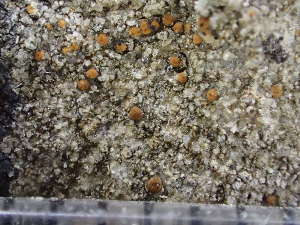  ( - O-L-243790)  @11 [ ] by-nc (2024) Reidar Haugan University of Oslo, Natural History Museum
