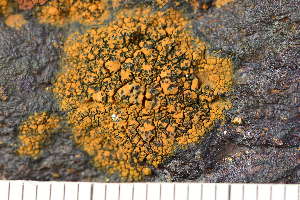  ( - O-L-243820)  @11 [ ] by-nc (2024) Einar Timdal University of Oslo, Natural History Museum
